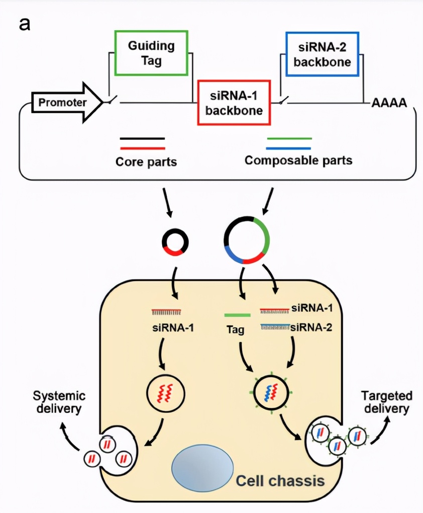 人类首次实现脑机信号无线高宽带传输，曹原又发Nature|一周科技导读