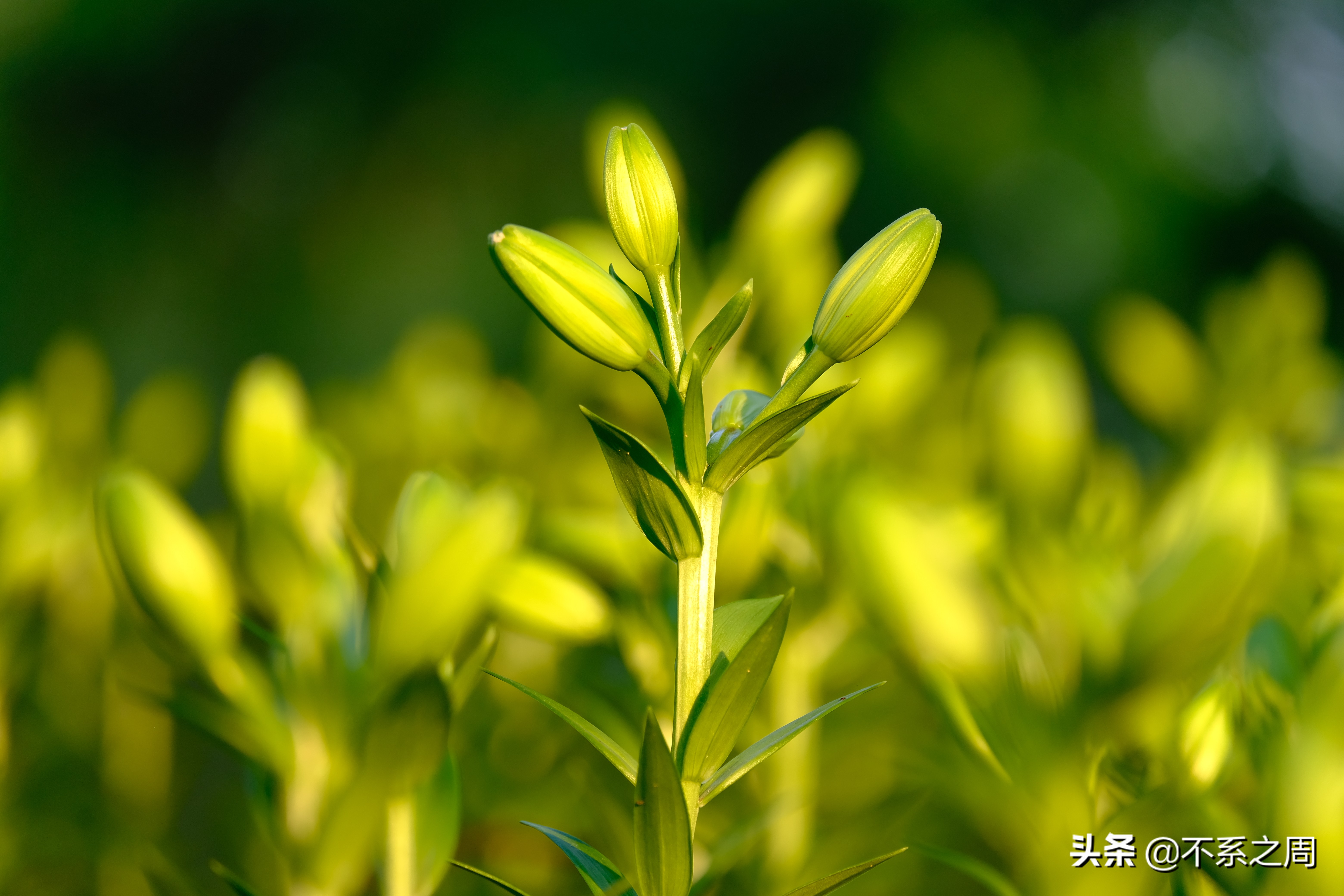 无锡梅园百合花节,无锡梅园中秋游园会