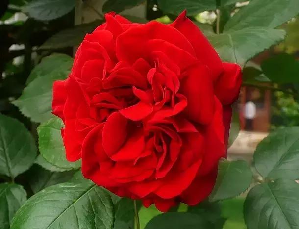 100种花的花语以及送花礼仪分享,100种花的名字和图片带花语