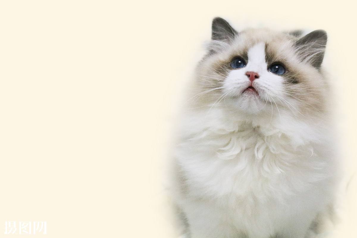 猫猫大集合图片,猫猫大合集一口气看完