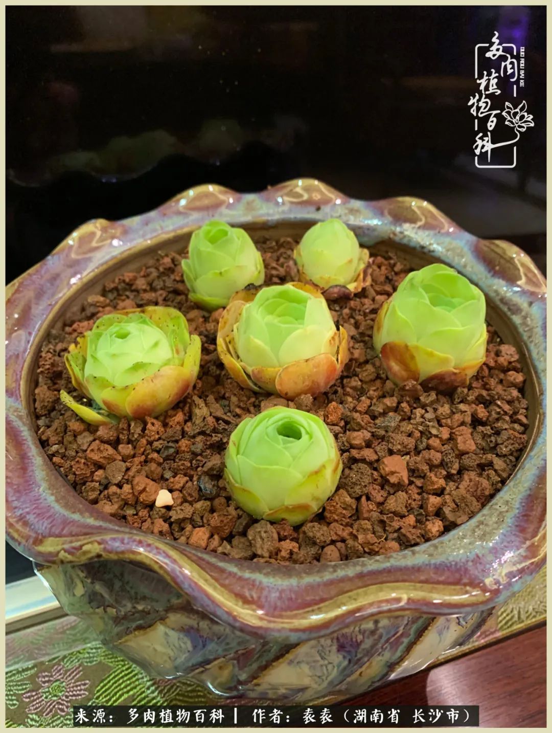 栽花种草的岁月，万物生长之阴晴圆缺