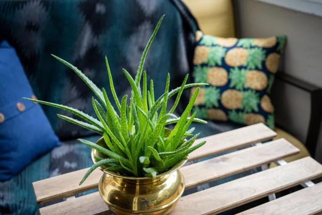 适合卧室养的10种花,养金枝玉叶放卧室可以改善睡眠吗