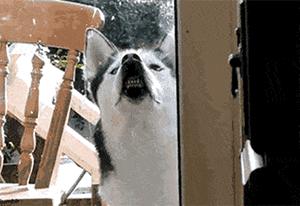 宠物经济剖析,宠物经济如何赚钱