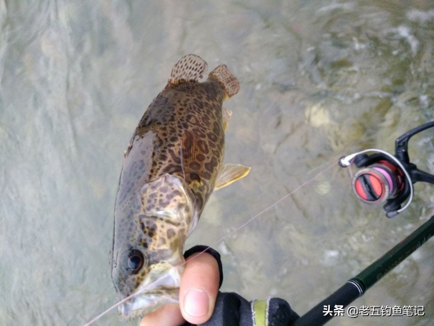 海竿钓大鱼的使用方法大全,钓鱼技巧海竿淡水垂钓的钓点选择