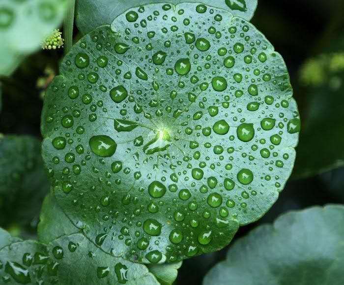 铜钱草叶子发黄滴营养液管用吗,铜钱草叶子上长了绿藻