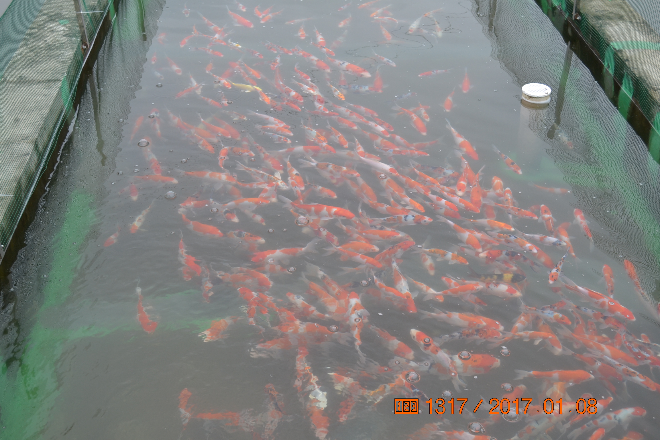 湖南最好的锦鲤养殖基地,湘潭锦鲤养殖