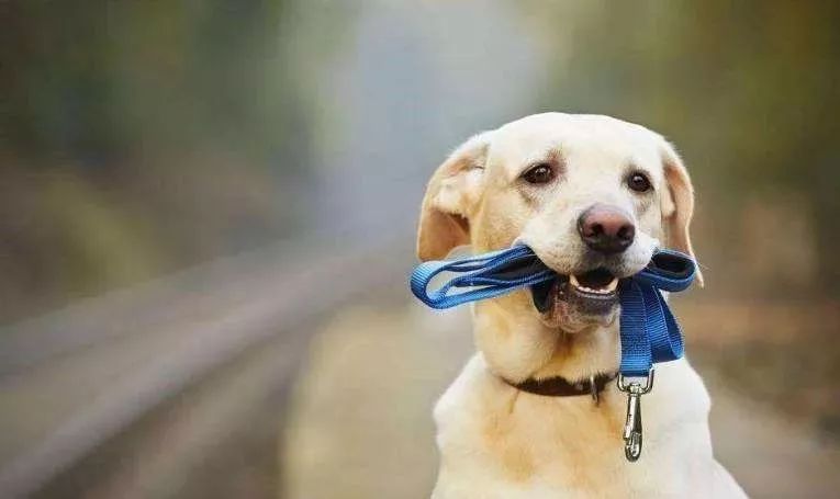 高速撞死动物怎么办,公路上撞死动物有责任吗