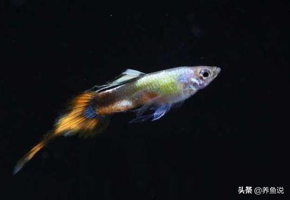 孔雀鱼玛丽鱼针尾烂尾,孔雀鱼合缸缩尾怎么治疗