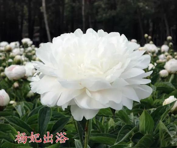 芍药杨妃出浴怎么样,芍药品种杨妃出浴独有的特征