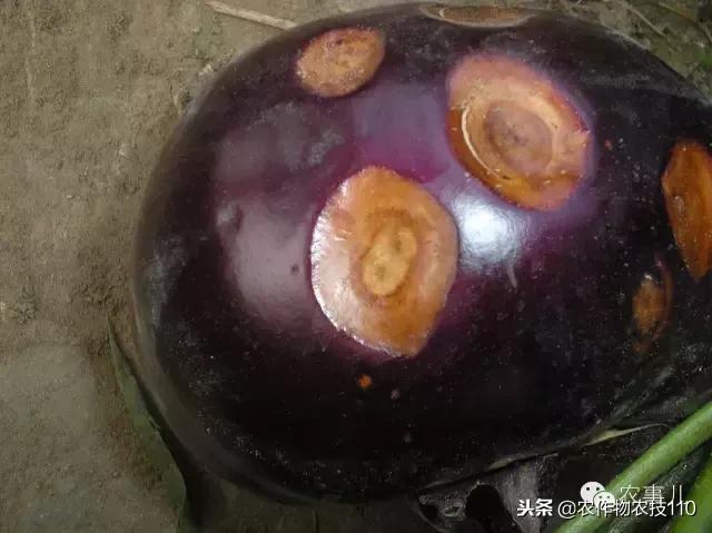 种茄子的六个步骤简短文字,种茄子的基本知识