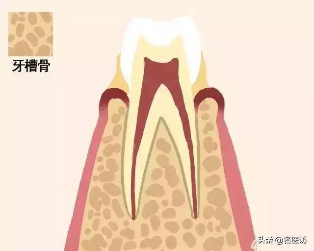 牙齿如何正确的脱落,一张动图告诉你