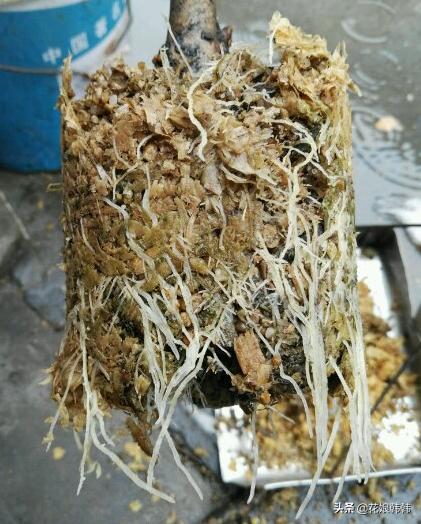 你还在为嫁接而烦恼吗,扦插成活率的提高方法