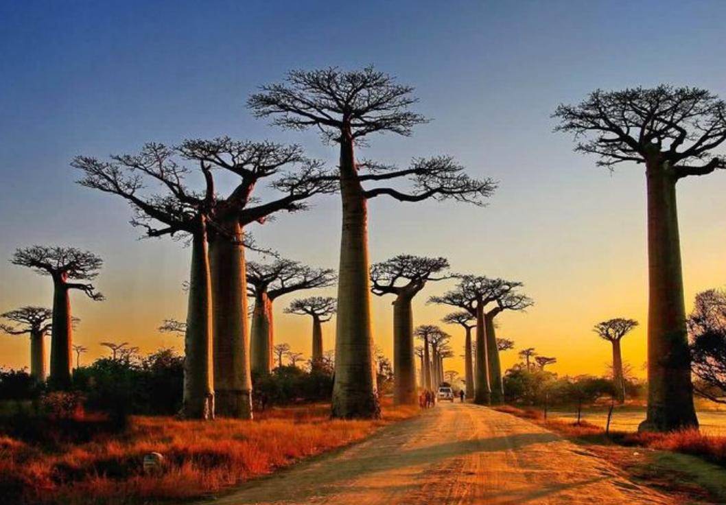 木材溯源,木材经济价值