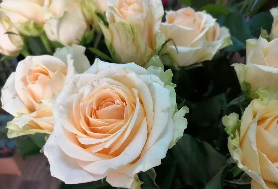 香槟玫瑰黄色泡泡,香槟多头玫瑰种植