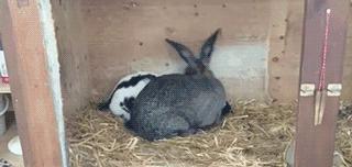 摸一下肚子就怀孕,都市传说怀孕