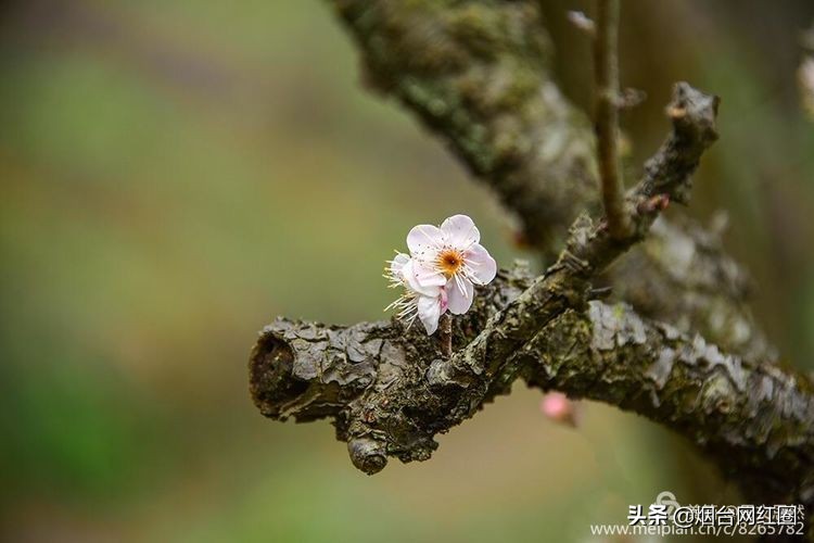 南京梅花山梅花开了吗,来南京梅花山赏梅花
