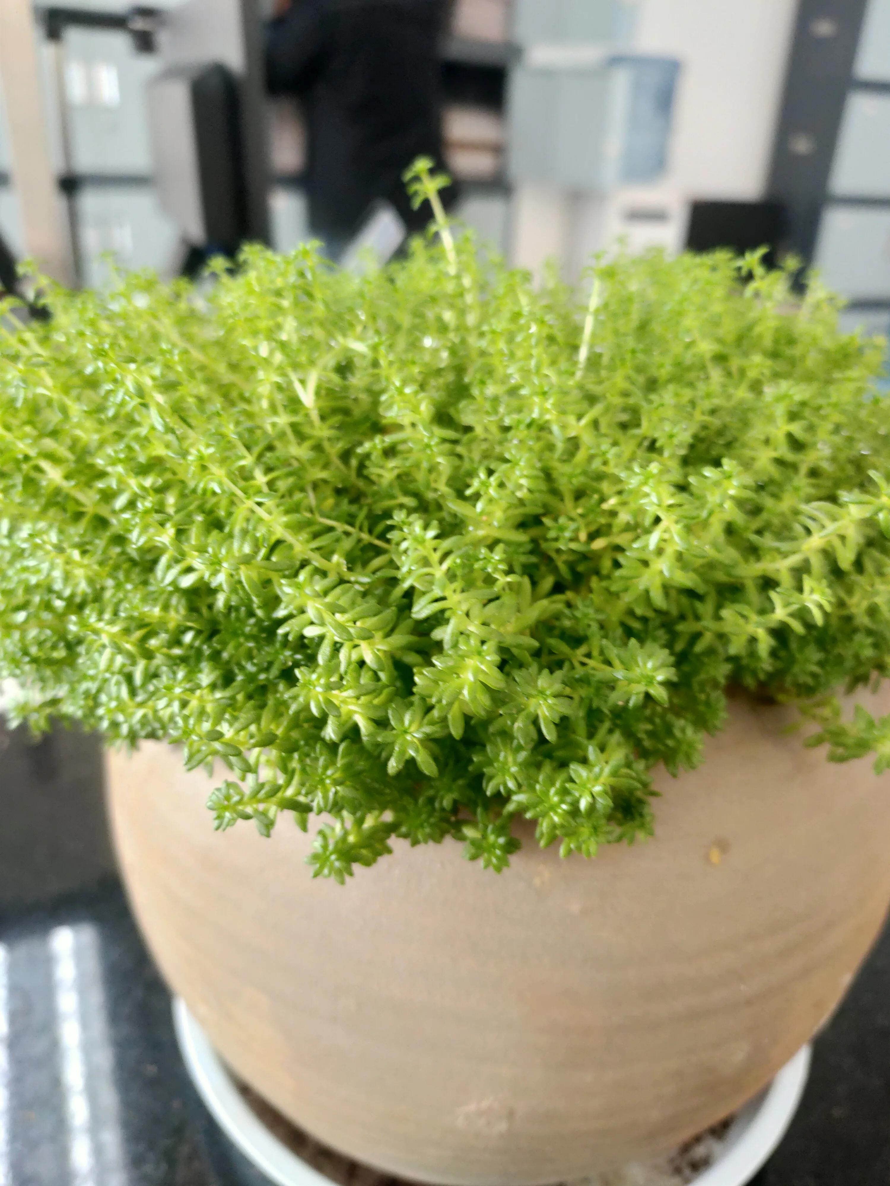 藿香正气水正确的治疗痔疮的用法,如何正确治疗你的痔疮