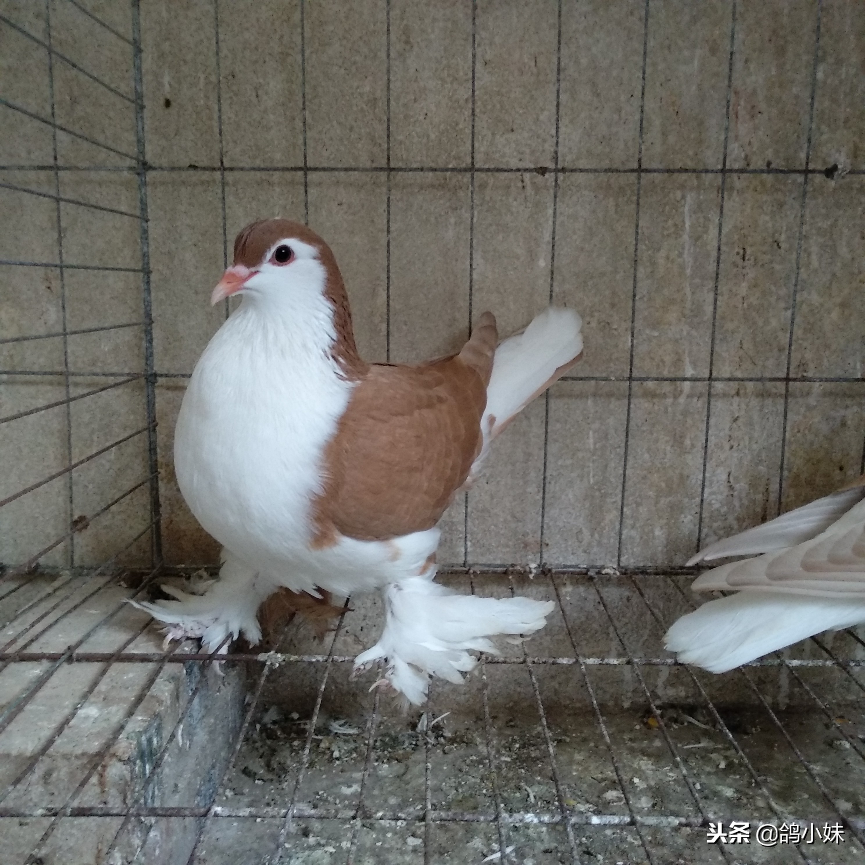 养鸽技巧分享大全,幼鸽子的正确养鸽方法