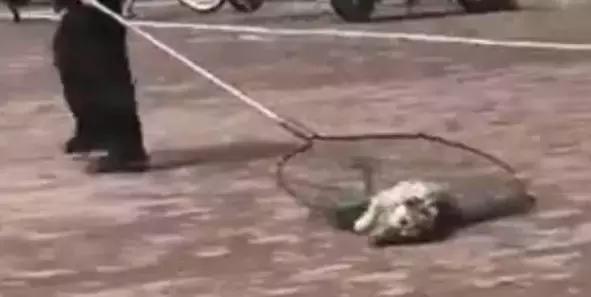 大学宿舍养狗什么处分最严重,大学生在宿舍养猪被通报批评