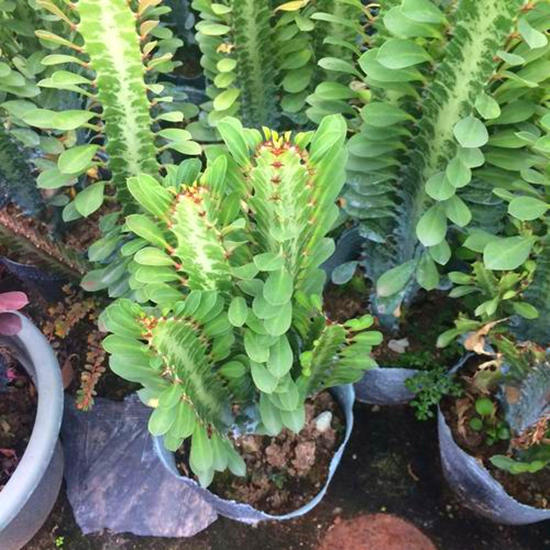 2种绿植一见强光黄叶越长越丑,不怕晒死又好养的绿植