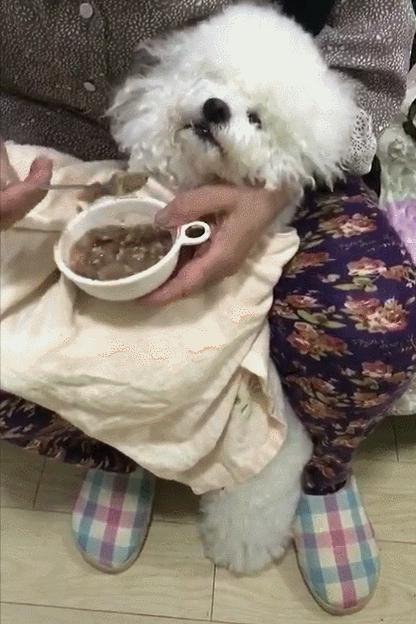 新手养灰泰迪的十大禁忌,泰迪适合新手养吗