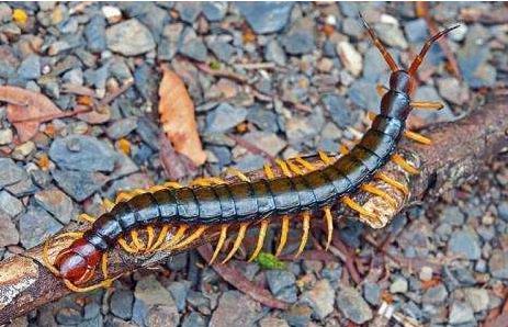 蜈蚣的毒能毒到鸡吗,公鸡大战五毒之首蜈蚣