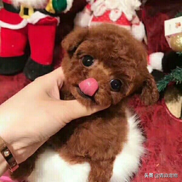 泰迪狗狗牙结石怎么去除,泰迪牙结石怎么去除