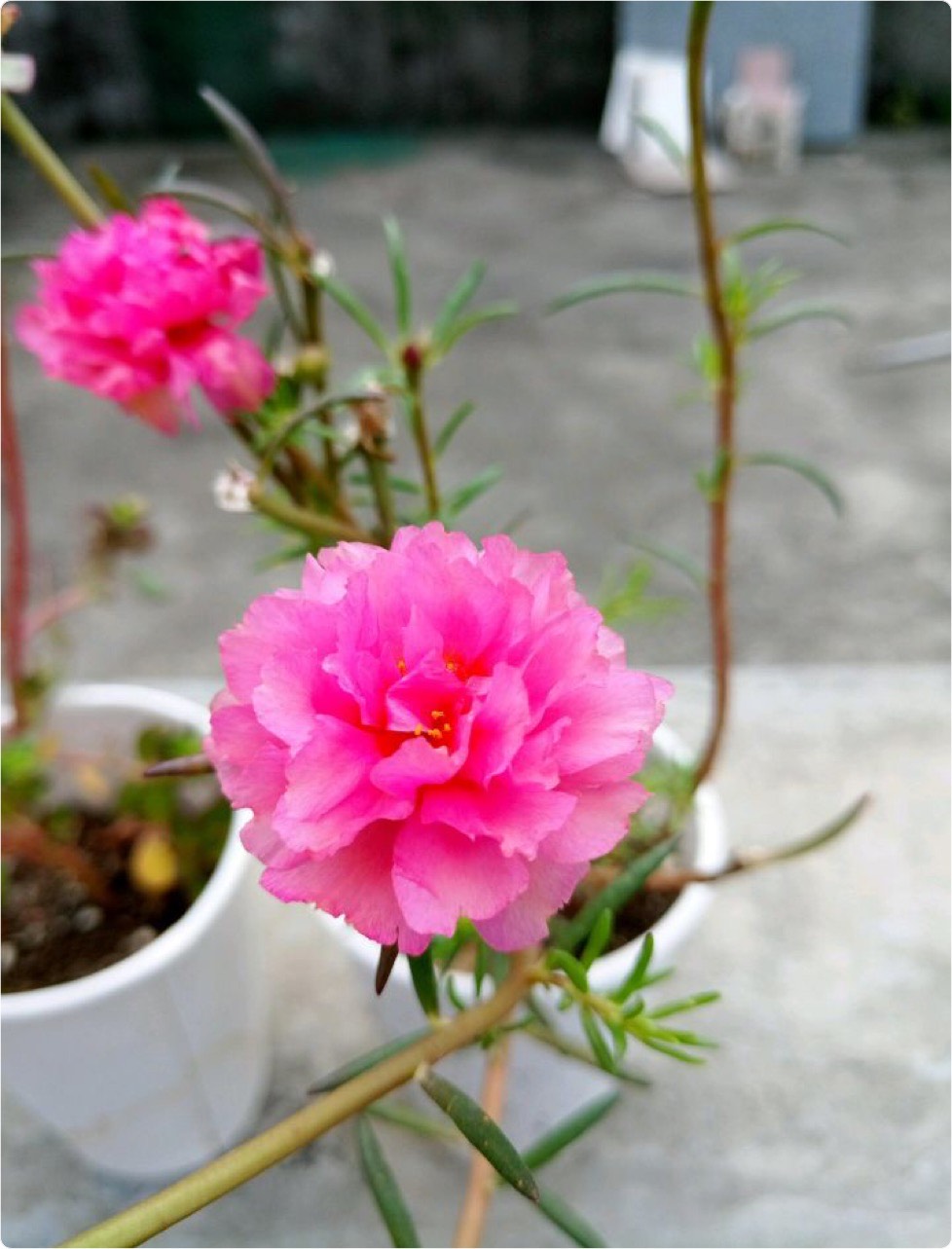 花徒长要怎么处理,花儿徒长怎么办