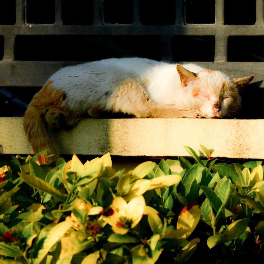上下沙现状,上下沙来历