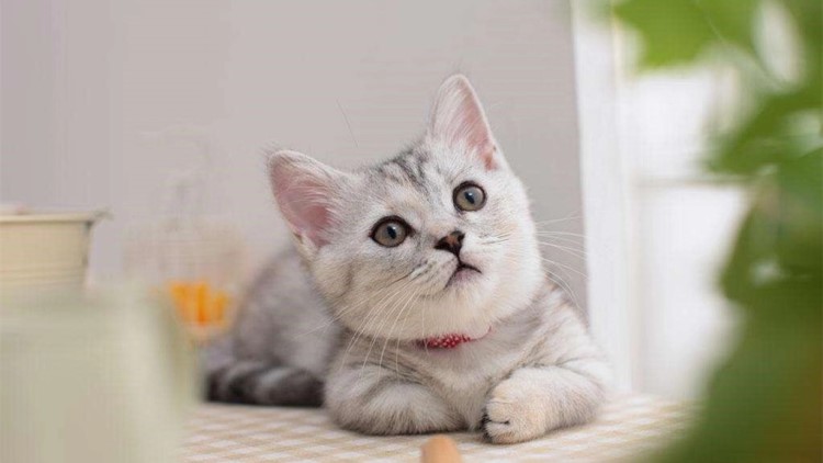 怎样给长毛猫咪洗澡能把毛洗柔顺,猫咪掉毛最好的方法