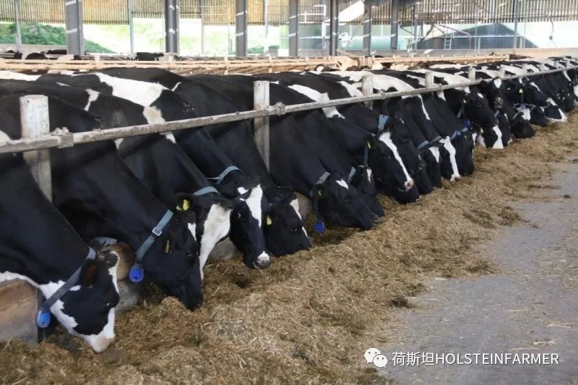 PeterEdmondson博士：乳房炎防控之干奶期管理