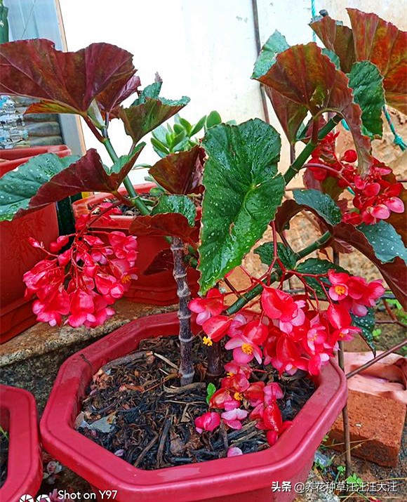 竹节海棠掉花怎么办,竹节海棠为什么爱掉花朵