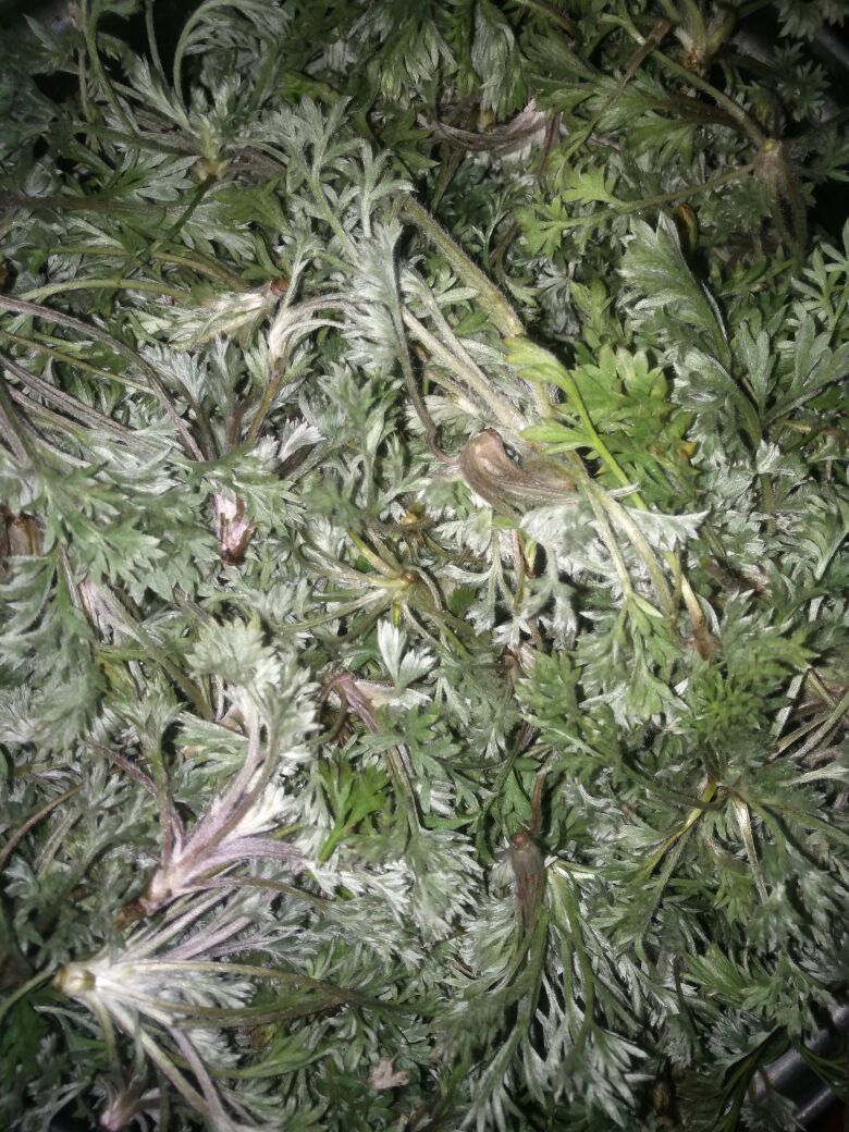 减肥药物评测,减肥瘦身药测评