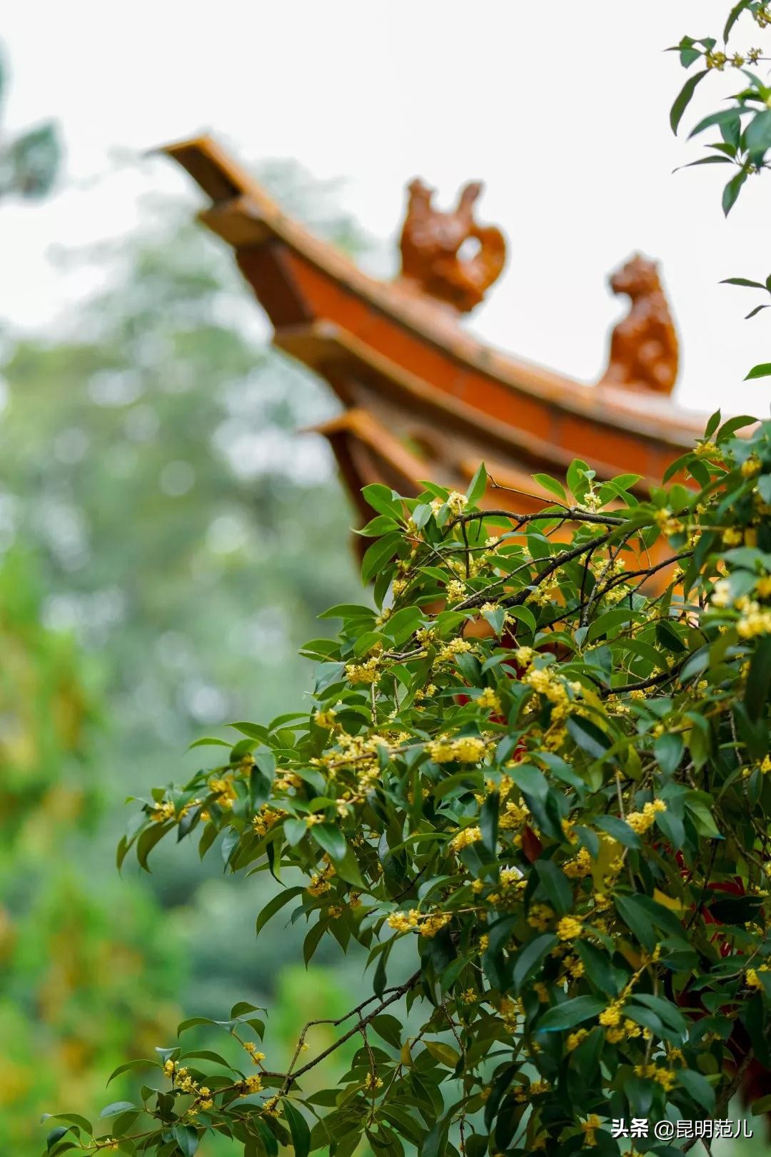 桂花落雨满园香|来黑龙潭公园感受初秋的气息