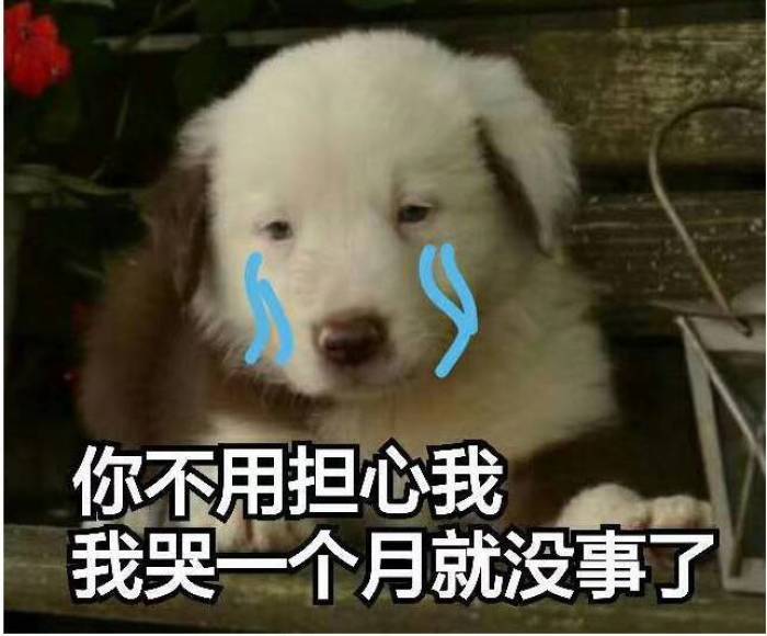 泰迪狗狗眼屎多是怎么回事,狗狗眼屎多黄脓状用什么药