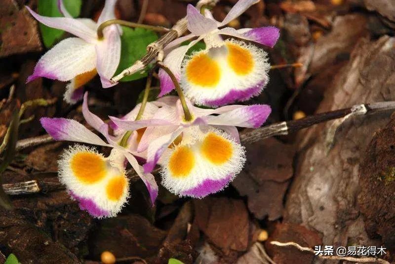 条状石斛和钉状石斛的区别,翅梗石斛与黑毛石斛的区别