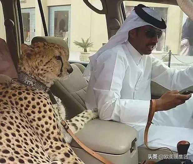 迪拜真的是遍地黄金吗,迪拜为什么跑车遍地