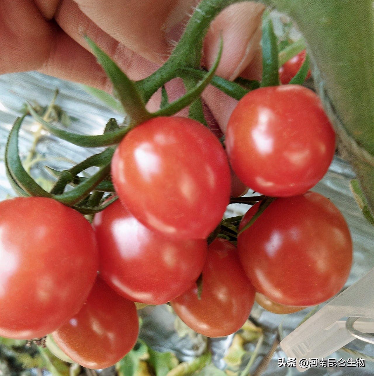 圣女果烂根防治药,圣女果黄叶卷叶怎么治