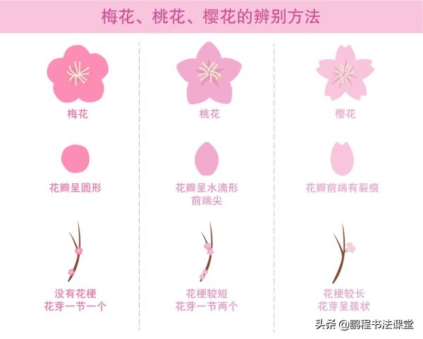 户外旅游看樱花,赏花赏樱花