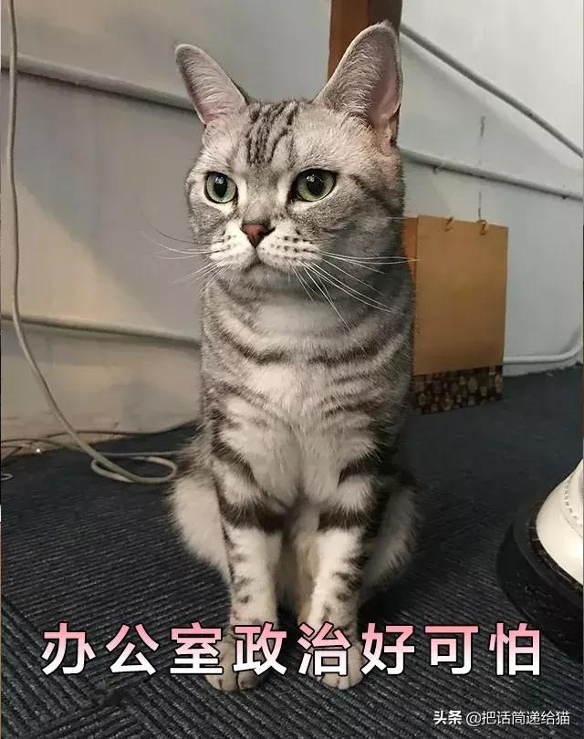 猫故事书籍,猫故事小说