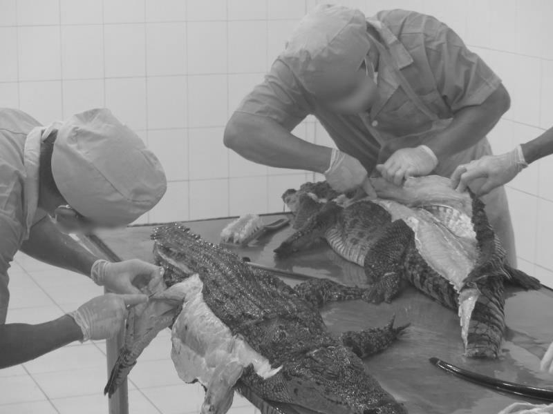 几百块的鳄鱼皮包是真的鳄鱼皮不,几百块的鳄鱼皮包