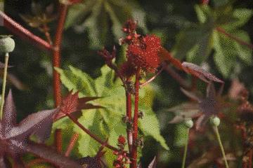 世上最毒的花园,最毒的花园有多可怕