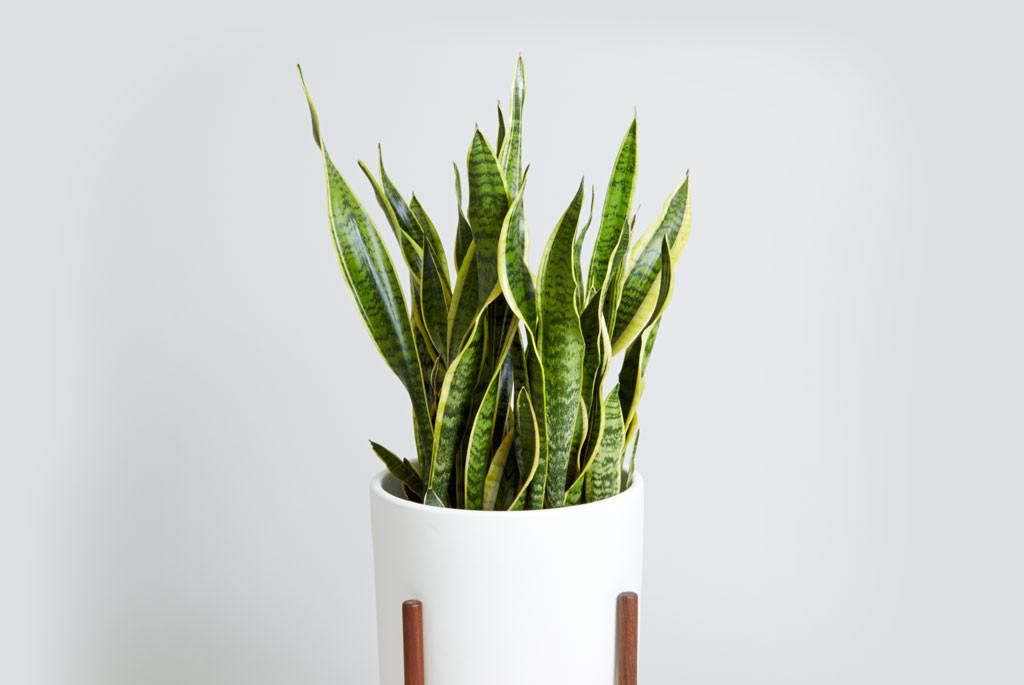 好养吸甲醛的植物,容易养活的除甲醛植物