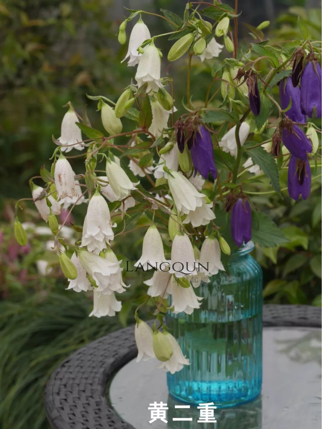 风铃草适合几月种,日本风铃耐寒温度是多少