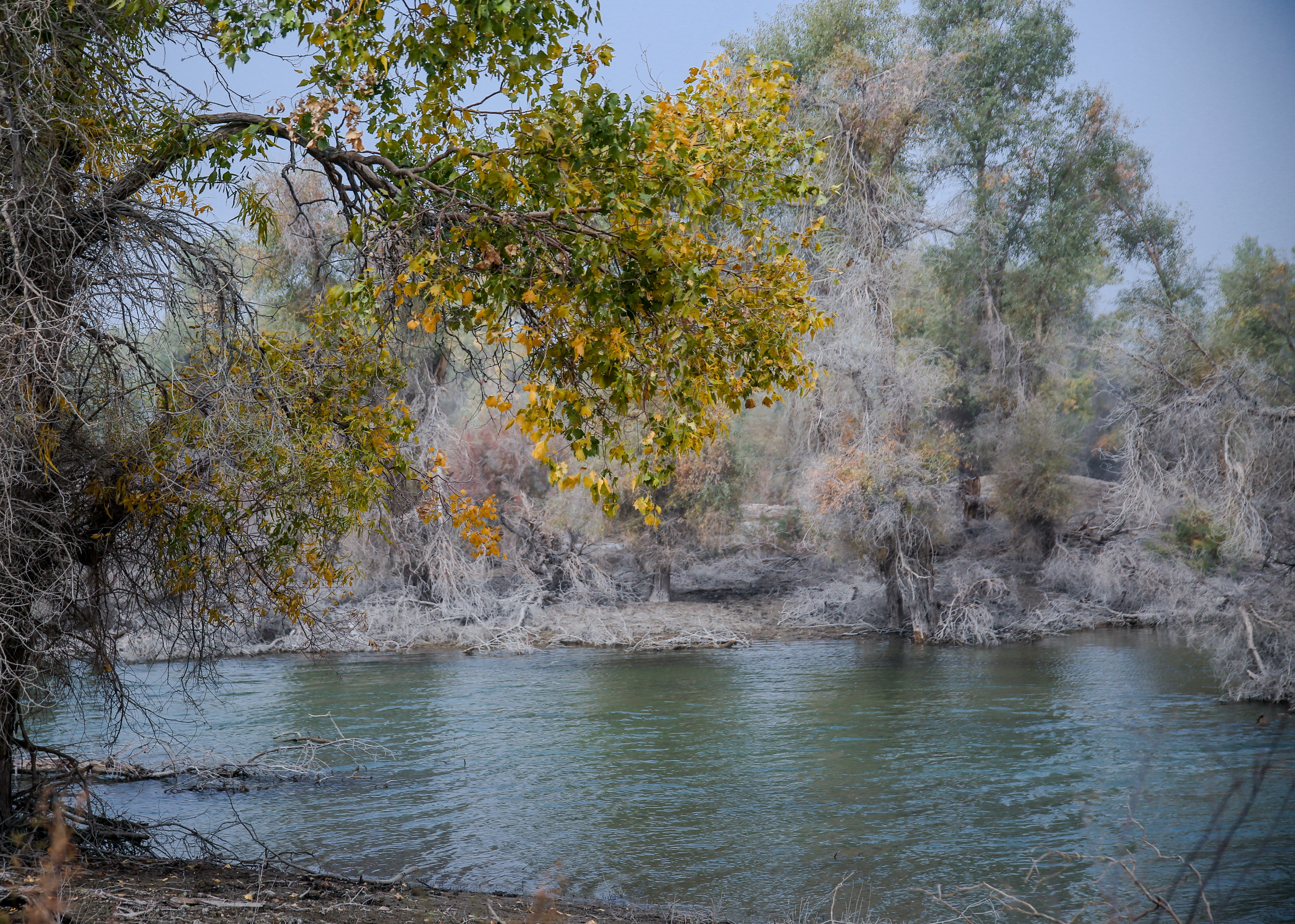 新疆南疆的胡杨,新疆沙雅胡杨林