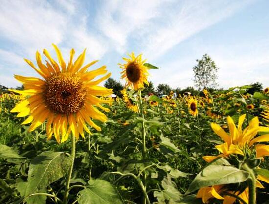 向日葵的特点有什么,向日葵为什么长得像太阳