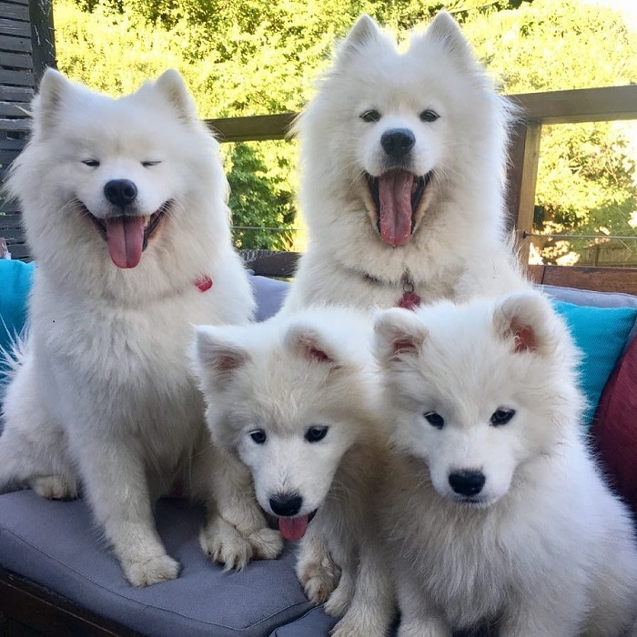 世界上最昂贵的10只狗,世界上最昂贵的狗品种