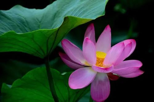 沈阳夏季赏荷旅游攻略,沈阳周边赏荷胜地