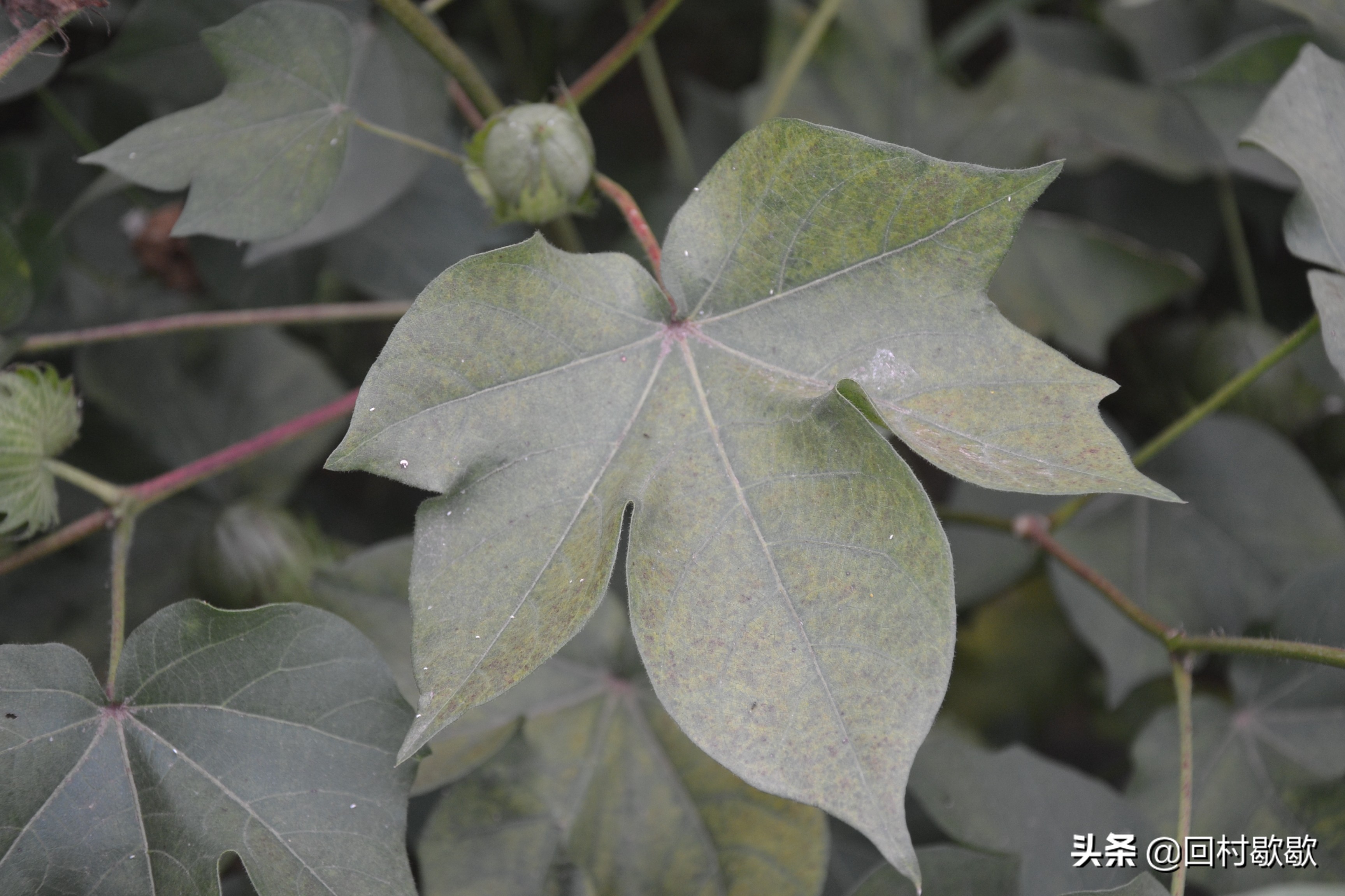 目前棉花地红蜘蛛需要防治吗,棉花红蜘蛛防治方法
