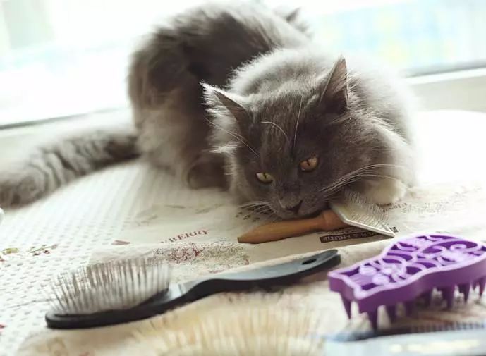 爱掉猫毛怎么办,如何彻底解决猫咪掉毛